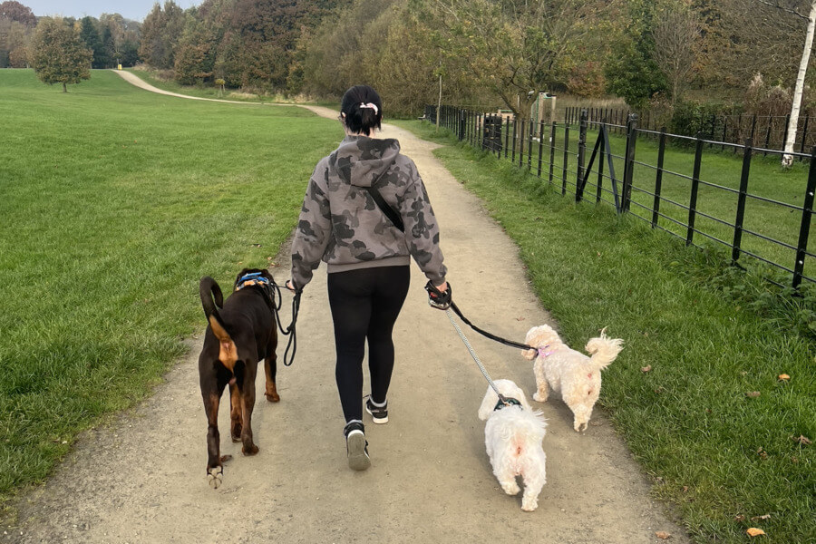 Group dog walk at Burrs.