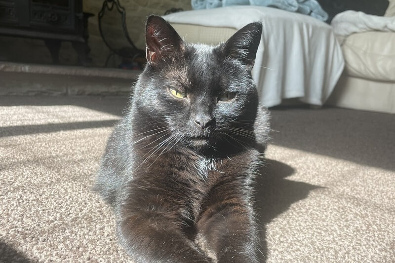 A black cat lounging on the sunlit floor, enjoying a warm and cozy moment.