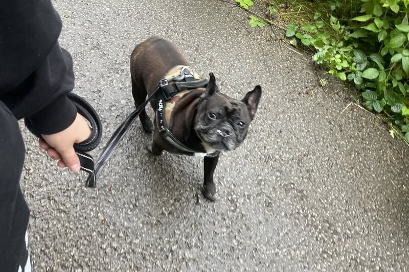 Junior the French Bulldog out for his walk down Kirklees Trail