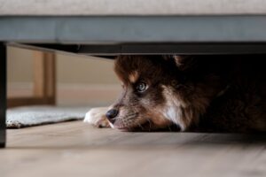 A dog under a bed scared of fireworks