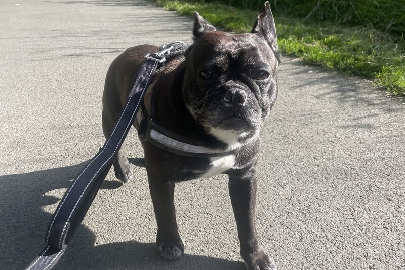 Junior the French Bulldog out for his solo dog walk in the sunshine.