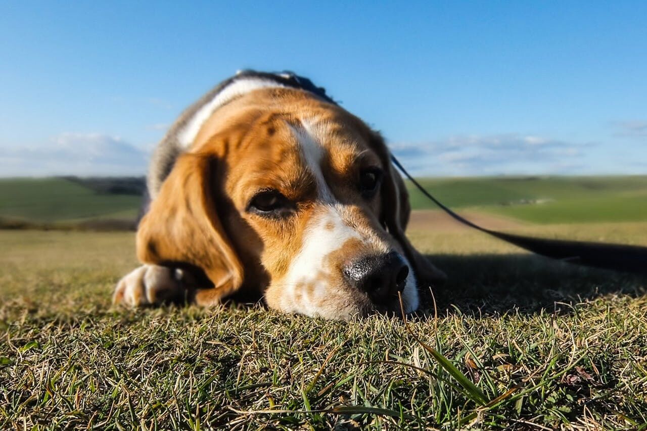 Beagle lay down in a field.