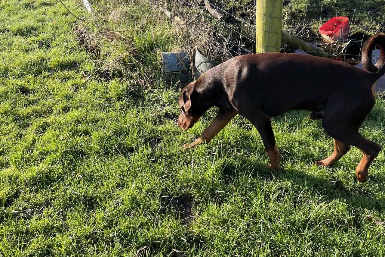 Dobermann sniffing in a field.