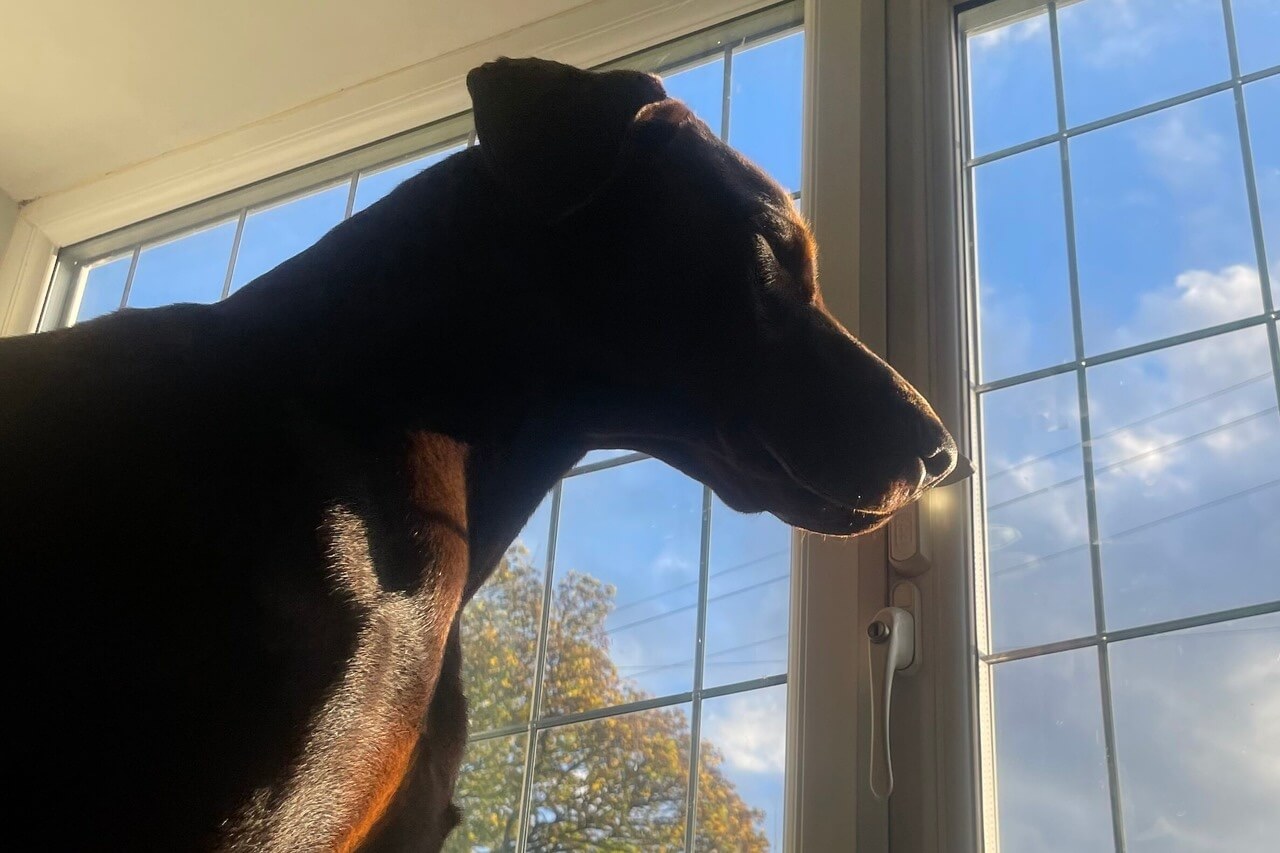 A dog waiting at the window for owner to come home.