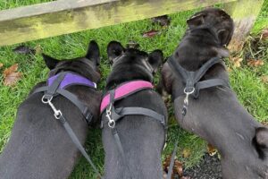 French bulldogs sniffing in walk