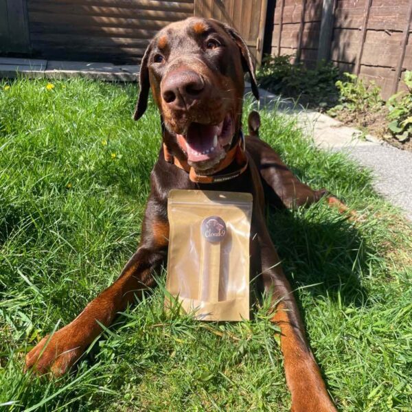 Dobermann with Cloud K9 Yak Chew