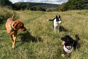 Three dogs playing and exercising in a open field