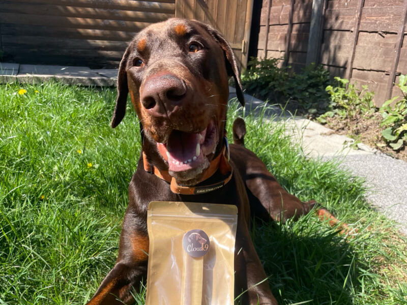 Archie the Dobermann with a Yak Chew Natural Dpg Chew