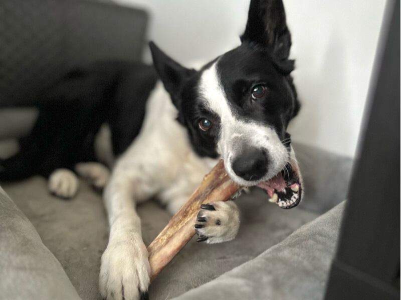 Border Collie chewing a Cloud K9 Ostrich Bone Natural Dog Chew