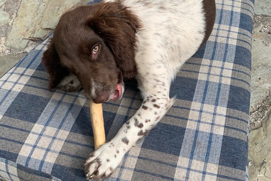 Teething puppy enjoying long lasting chew to help with teething