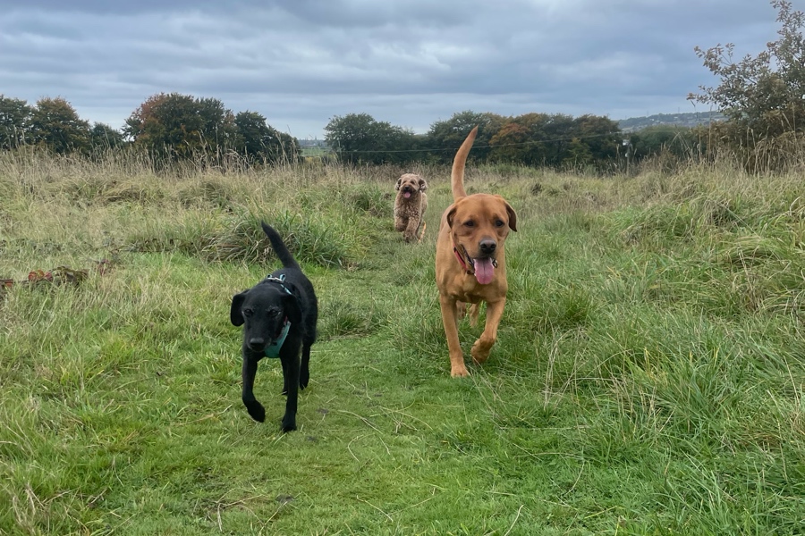 Dog of lead exercise in a field