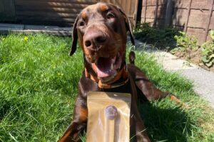 Dobermann dog enjoying a natural yak chew in the garden