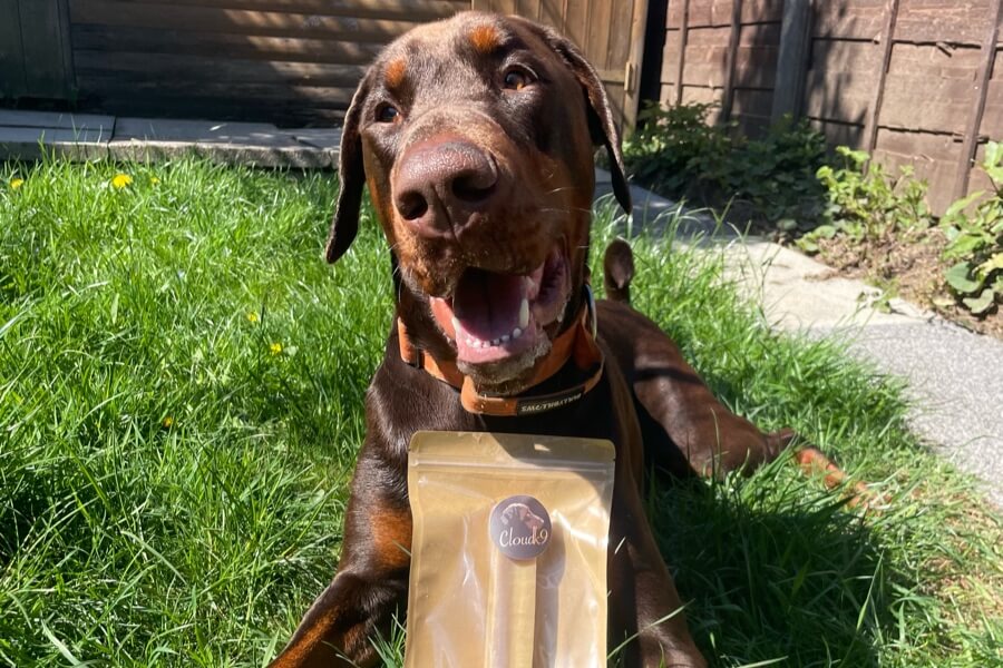 Dobermann dog enjoying a natural yak chew in the garden