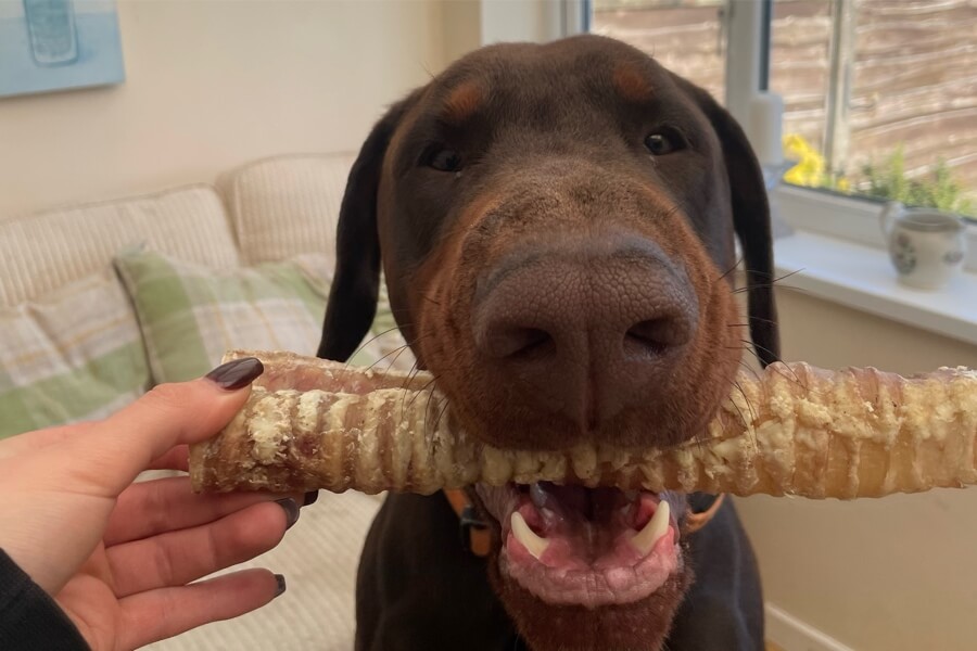 Dog chewing a natural beef trachea chew as a safe rawhide alternative