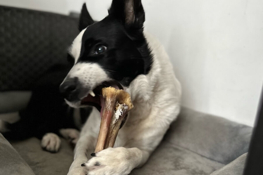 Dog chewing an Ostrich bone