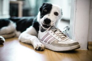 Dog chewing a shoe indoors, common destructive behaviour in dogs