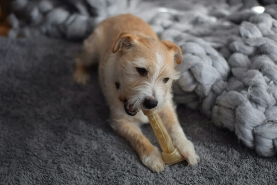 Dog chewing a rawhide bone chew that may pose choking and digestion risks