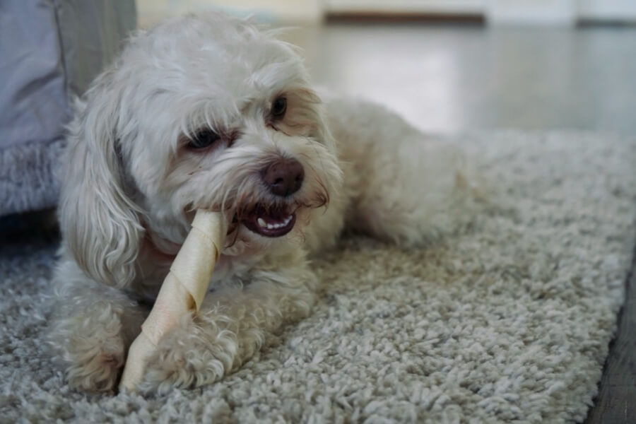 Small dog chewing a rawhide stick highlighting potential safety concerns