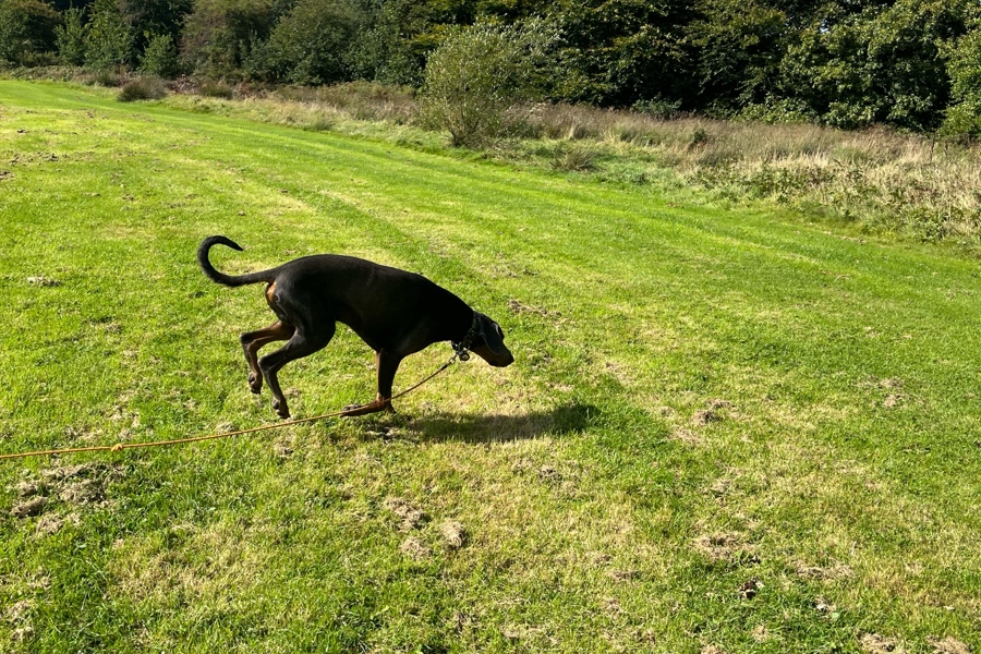 Dog sniffing enrichment in a field