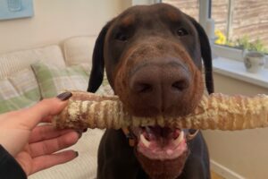 Dobermann being given a natural beef trachea dog chew indoors