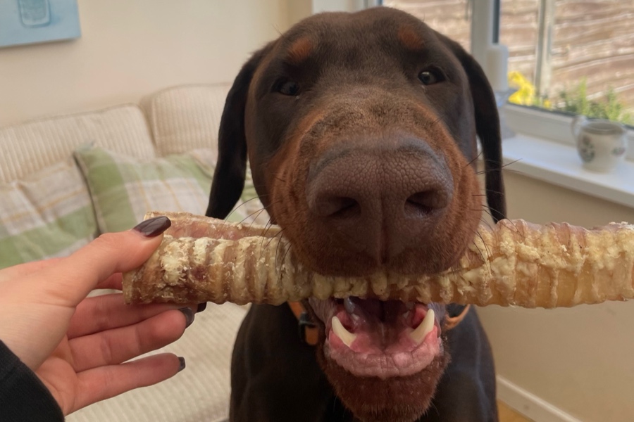 Dobermann being given a natural beef trachea dog chew indoors