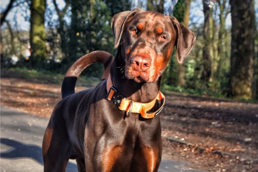 Archie the Dobermann on a walk in the park