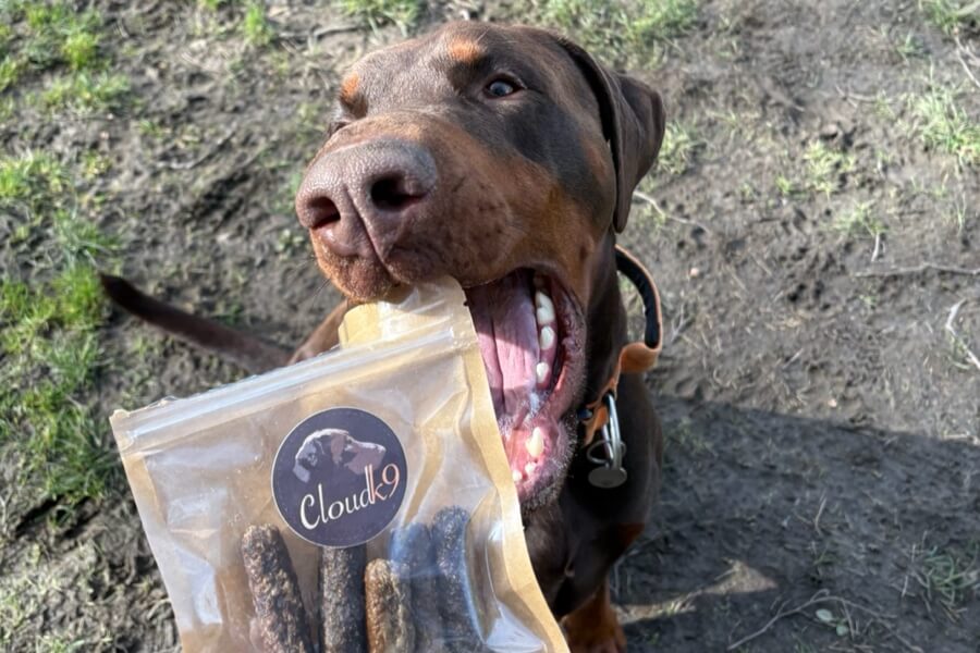Dobermann holding a Cloud K9 natural dog treats bag in his mouth