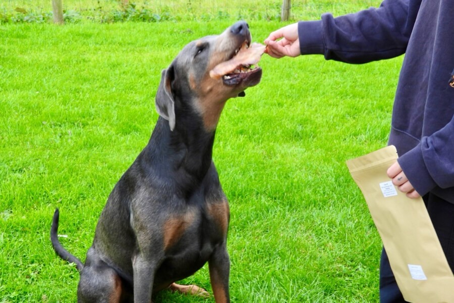 Dobermann being give a beef moon bone chew