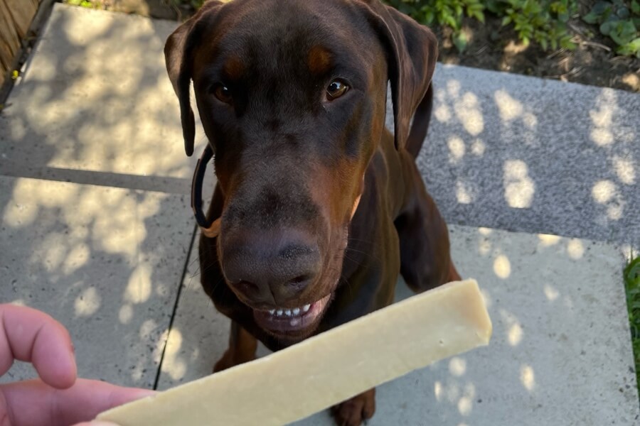 Dobermann waiting for a Himalayan yak chew natural dog treat