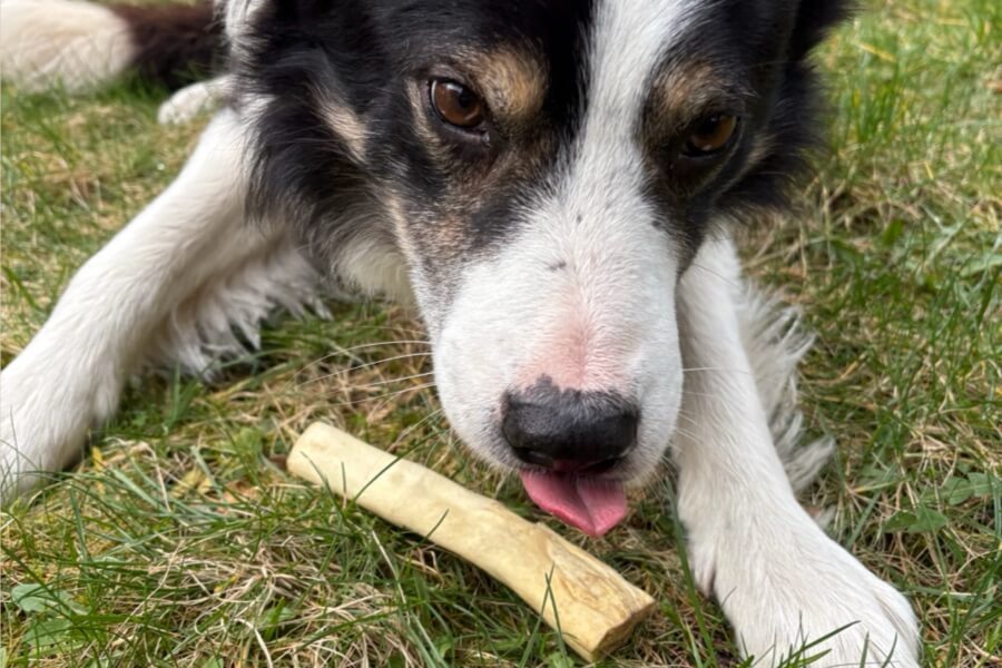 Border Collie lying on grass chewing a natural beef tail