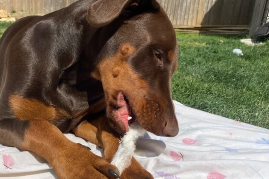 Dobermann chewing a hairy rabbit ear