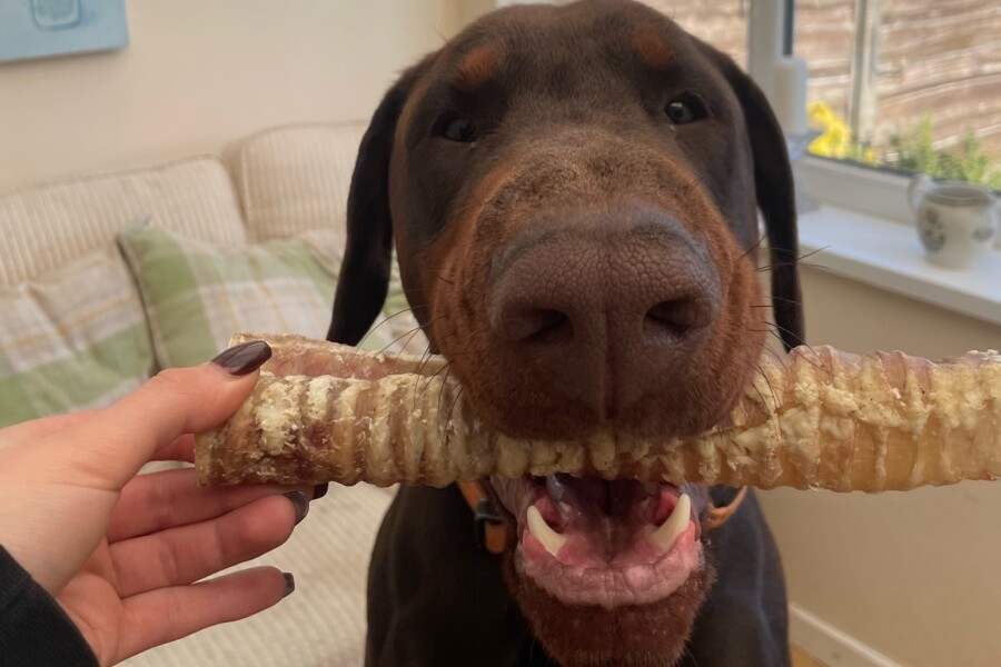 Dobermann chewing a beef trachea