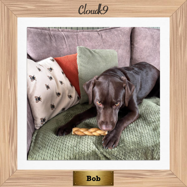 Bob the Chocolate Labrador chewing a long lasting Cloud K9 chew