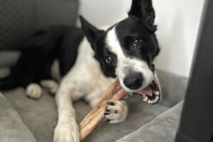 A relaxed Border Collie chewing an ostrich bone long lasting chew