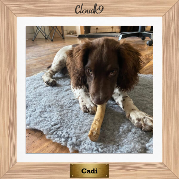Cadi the Springer Spaniel having a beef tail Cloud K9 chew