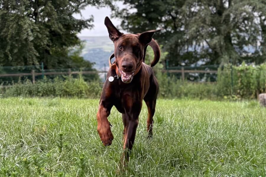 Recall training session in a field with Dobermann