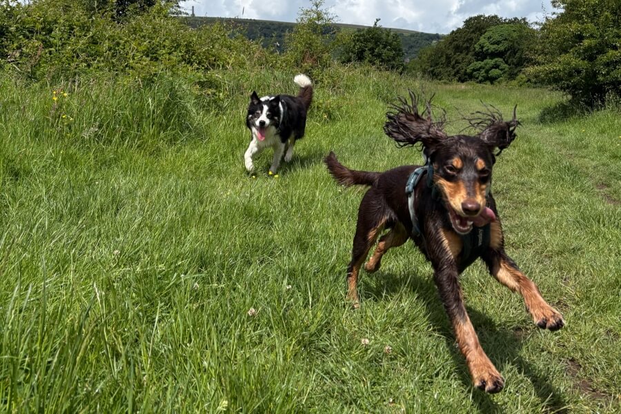 Two dogs running across a field towards the camera during recall training