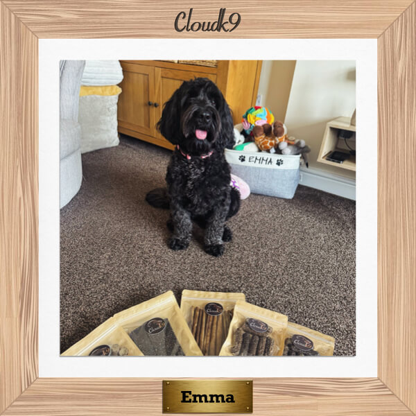 Emma the Cockapoo with a selection of Cloud K9 natural treats and chews