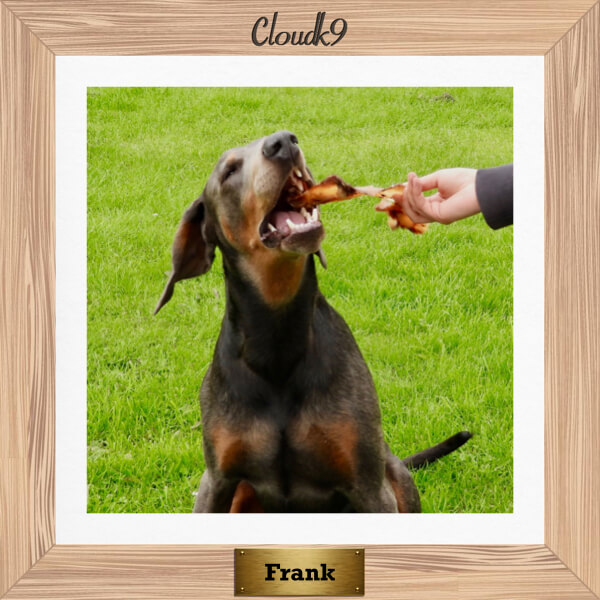 Frank the Dobermann chewing a beef moon bone long lasting chew