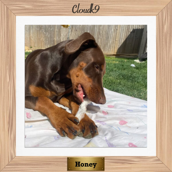Honey the Dobermann with a Cloud K9 hairy rabbit ear