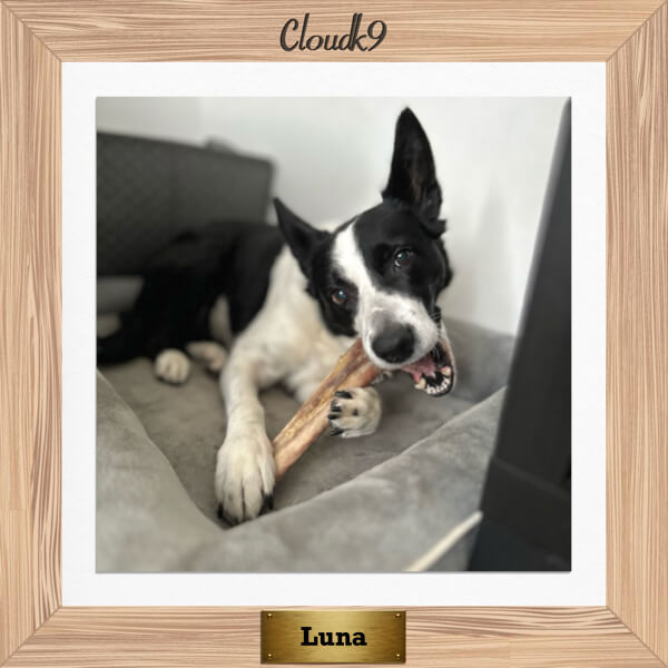 Luna the Border Collie chewing a Cloud K9 ostrich bone