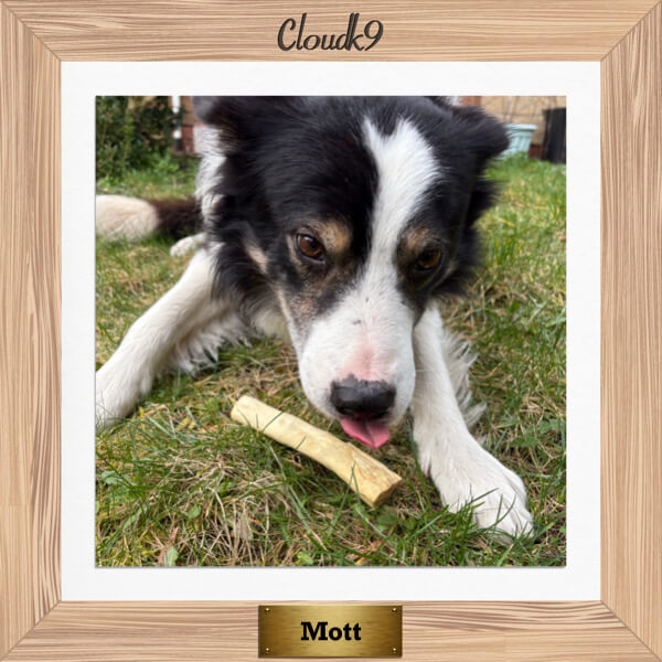 Mott the Border Collie chewing a beef long lasting chew
