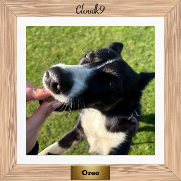 Oreo the Border Collie eating a Cloud K9 training treat