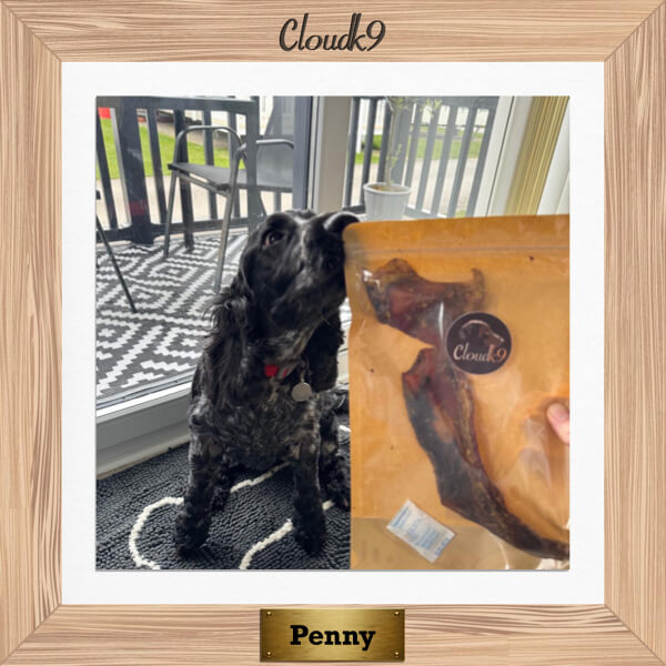 Penny the spaniel with a pack of Cloud K9 long lasting chews