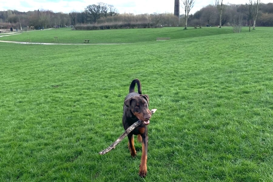 Recall training session in a field