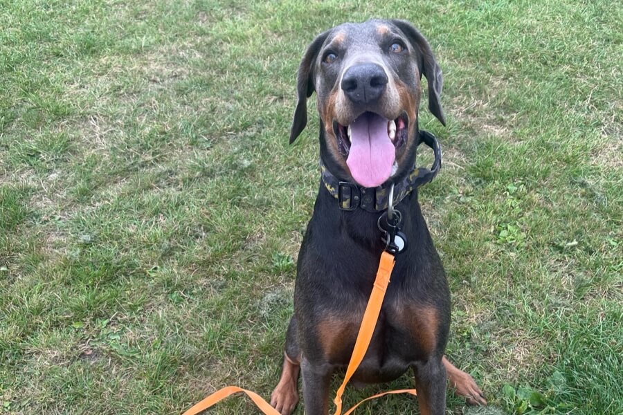 Recall training with a Dobermann using a long line