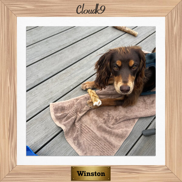 Winston the Cocker Spaniel chewing a Cloud K9 chew
