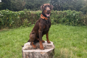 Dobermann sitting outdoors during a training session