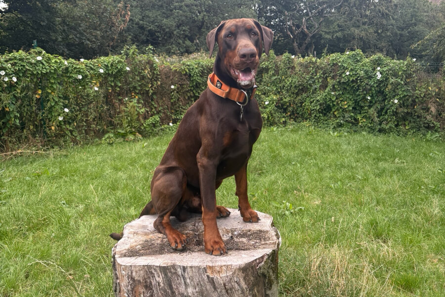 Dobermann sitting outdoors during a training session