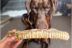 Dobermann with a long beef trachea dog chew